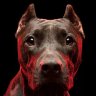 Pitbull