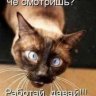 Машадаша
